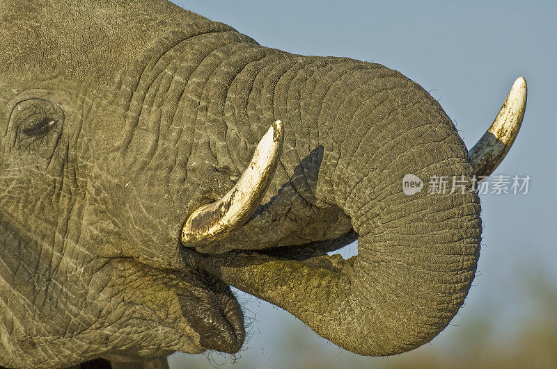 非洲象群饮水，Loxodonta africana，丘比国家公园的Savute地区，博茨瓦纳，长鼻，象科